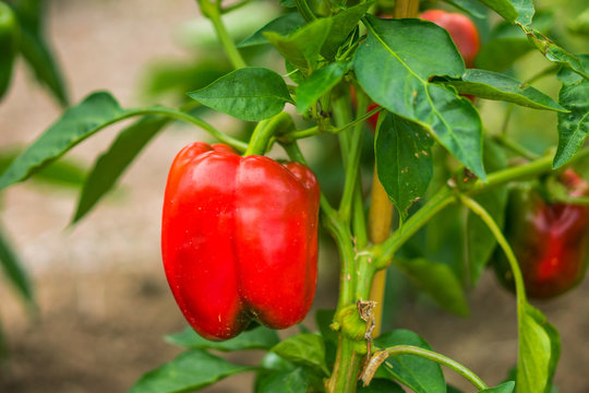 Sweet peppers on the vine