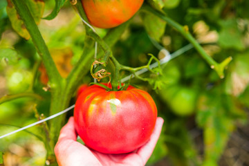 Farm raised tomatoes