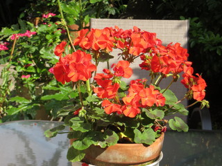 geranium 