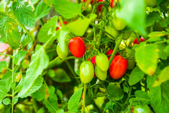 Farm raised tomatoes