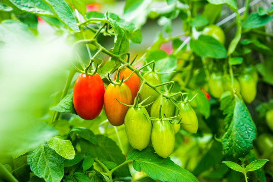 Farm raised tomatoes