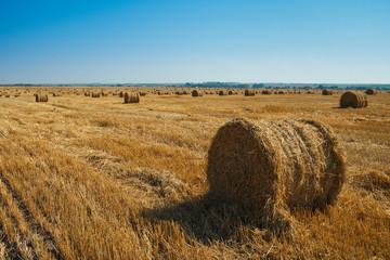 Round straw bales in harvested fields and blue sky 