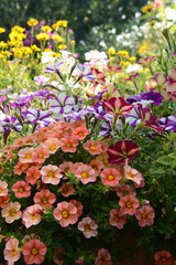 Blumen 460