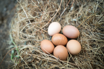 Chicken eggs in the grass dry