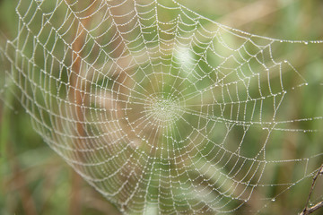 Spinnennetz