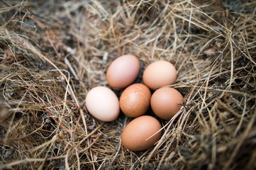 Chicken eggs in the grass dry