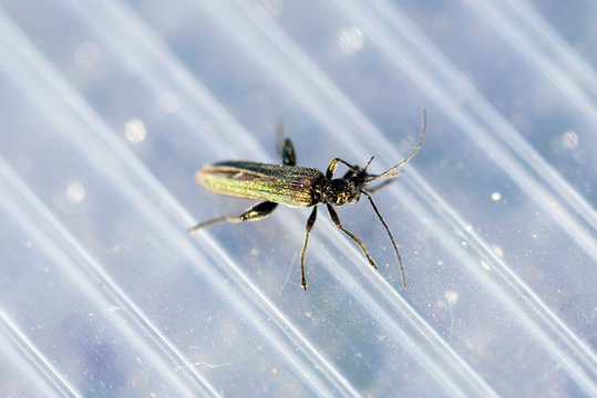 Green beetle (Cantharis rustica) on a plastic surface