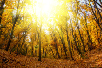 Sunset in golden autumn forest