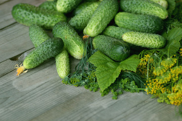 fresh crop of cucumbers