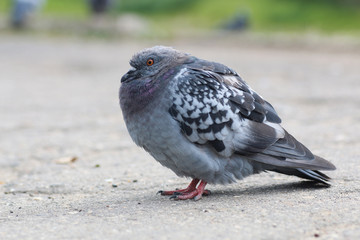 pigeons in the square