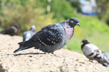 pigeons in the square