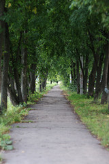 Fototapeta premium Park walkway
