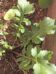 Fresh Arugula from the Garden