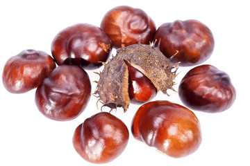 fruits of chestnuts in dry shell isolated on white background