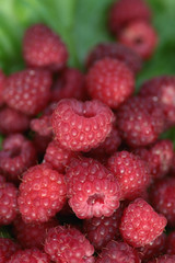 raspberry on a green leaf