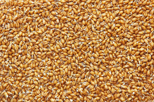 Germinated wheat grains as food background.