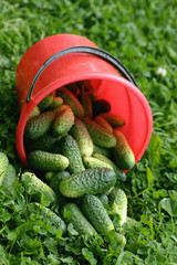 fresh crop of cucumbers