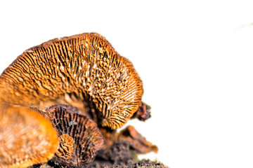 Fototapeta na wymiar Mushroom Crepidotus mollis on the blurry background. Place for t