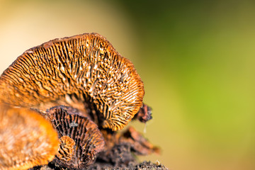Mushroom Crepidotus mollis on the blurry background. Place for text
