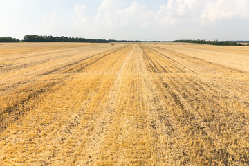 Fototapeta na wymiar Harvested wheat field with remaining plant stubble