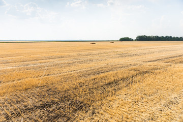Wheat stubble in a harvested field