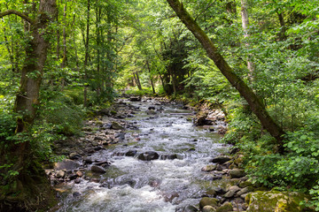 Mountain River in the wood