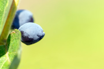 Berries honeysuckle growing on a green branch on olive background. Space for text