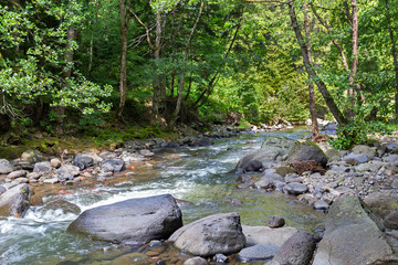 Mountain River in the wood