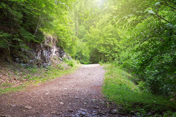 Obraz premium The road in the dark forest