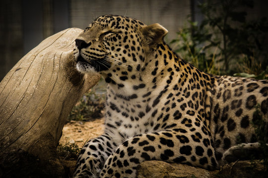 Leopard relaxing in the zoo