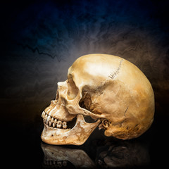 Human skull