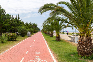 Obraz premium Bicycle path between green palms in Batumi seaside park
