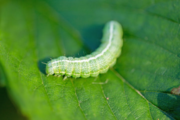 The big green caterpillar on a leaf