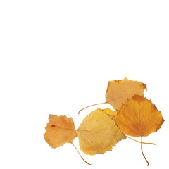 dry autumn yellow birch leaves isolated white background
