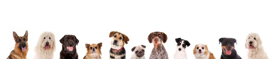 Fototapeten Reihe verschiedener Hundeköpfe © grafikplusfoto