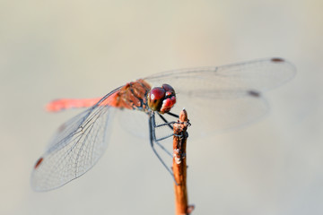 Dragonfly and nature/ Dragonfly and natural background
