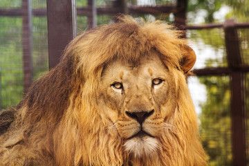 Lion in the zoo