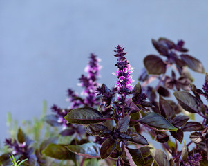 Purple basil, gray background
