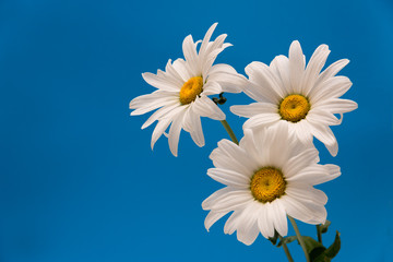 White chamomiles on blue