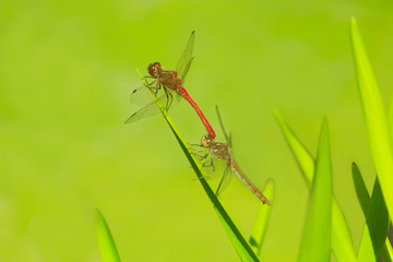two dragonflies sit on the green leaves