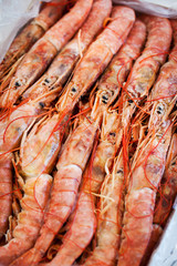 Fresh raw  langoustines