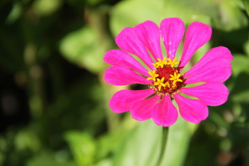 Obraz premium Розовый цветок