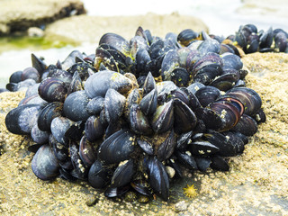 eatable mussels on a rock
