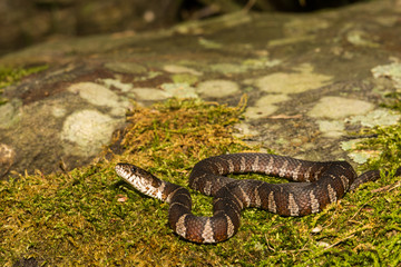 Fototapeta premium Northern Water Snake