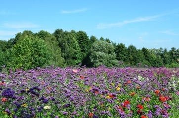 Bunte Sommerblumen in Naturlandschaft