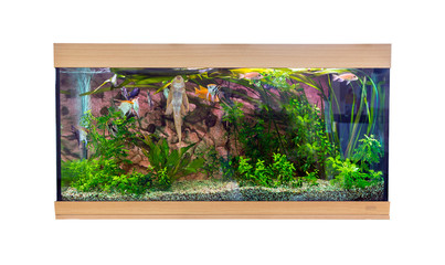 Large rectangular aquarium with tropical fish