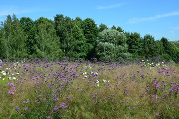 Naturlandschaft im Sommer mit Blumenwiese