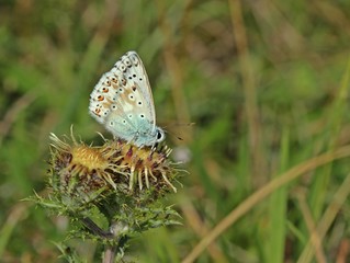 Silbergrüner Bläuling (Polyommatus coridon) auf Golddistel (Carlina vulgaris) 