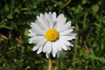 Obraz premium Gänseblümchen im Rasen