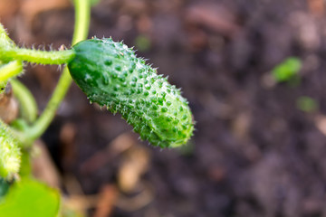 Green cucumber in the greenhouse, macro